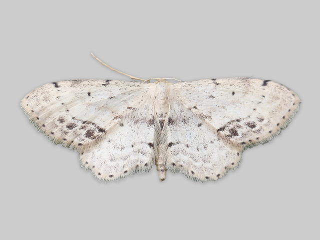 Single-dotted Wave (Idaea dimidiata)