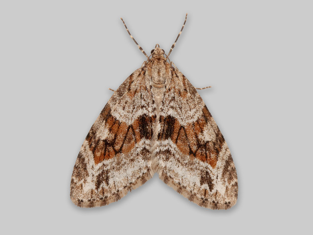 Barred Tooth-striped (Trichopteryx polycommata)