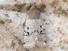 Flekkflatfly (Conistra rubiginosa)