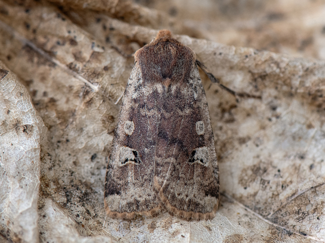 Red-headed Chestnut (Conistra erythrocephala)