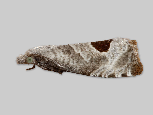 Bramble Shoot Moth (Notocelia uddmanniana)