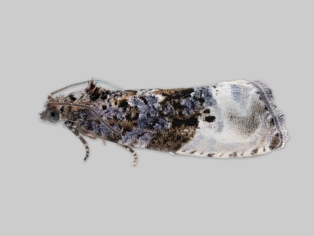 Marbled Orchard Tortrix (Hedya nubiferana)