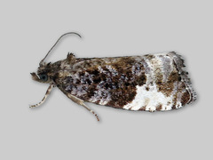 Plum Tortrix (Hedya pruniana)