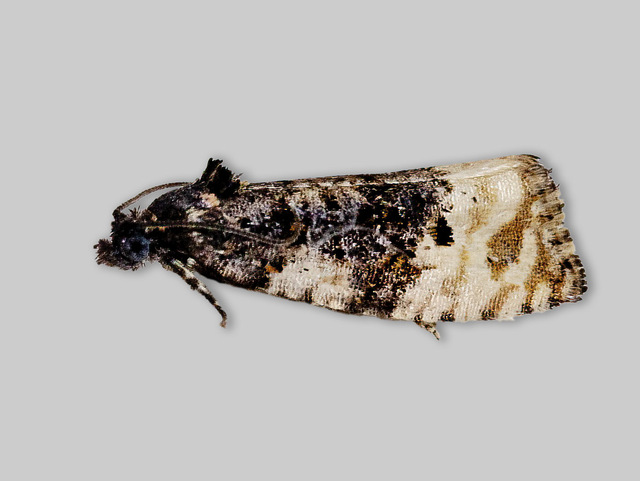 Black-spot Marble (Hedya atropunctana)