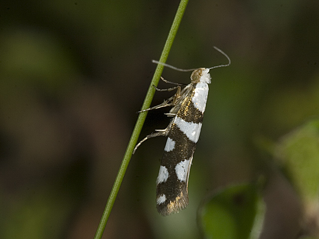 Gold-ribbon Argent (Argyresthia brockeella)