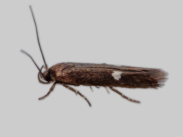 Clouded Cosmet (Mompha langiella)