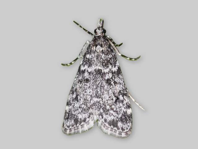 Moorland Grey (Eudonia murana)