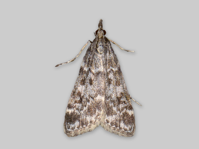 Heimosemott (Eudonia sudetica)