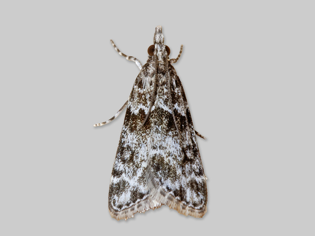 Small Grey (Eudonia mercurella)