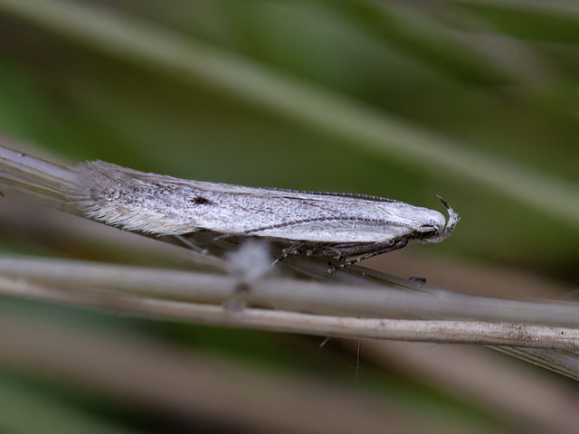 Notch-wing Neb (Monochroa suffusella)