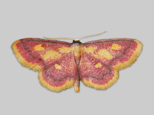 Purple-bordered Gold (Idaea muricata)