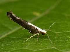 Argyresthia pulchella