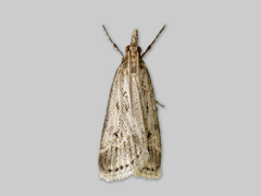 Marsh Grey (Eudonia pallida)