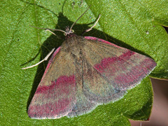 Small Purple-barred (Phytometra viridaria)