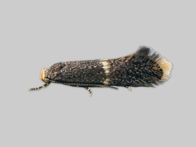 Elachista adscitella