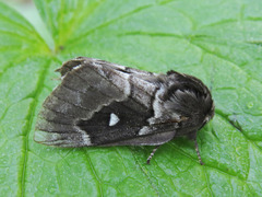 Taigaspinner (Cosmotriche lobulina)