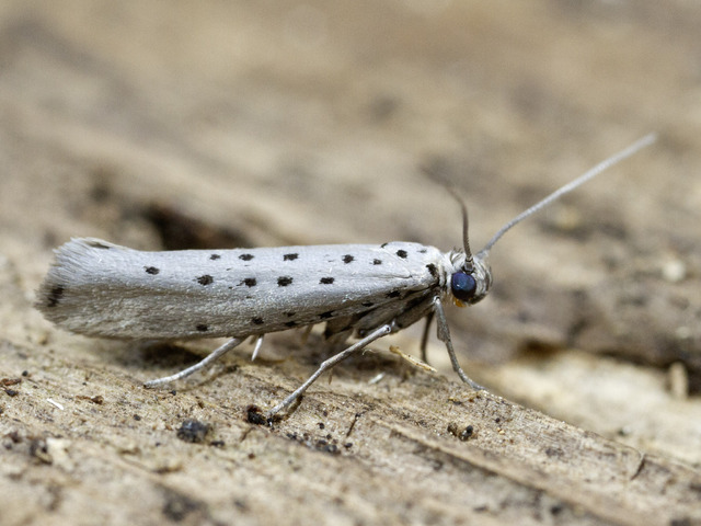 Grey Ermine (Yponomeuta sedella)