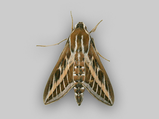 Striped Hawk-moth (Hyles livornica)