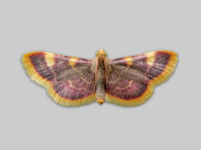 Gold Triangle (Hypsopygia costalis)