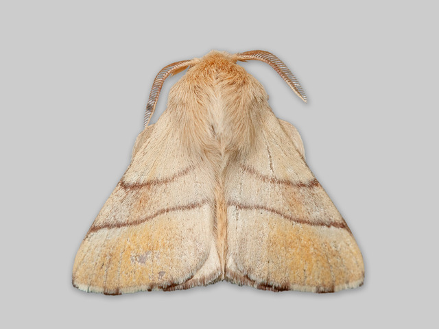 The Lackey (Malacosoma neustria)