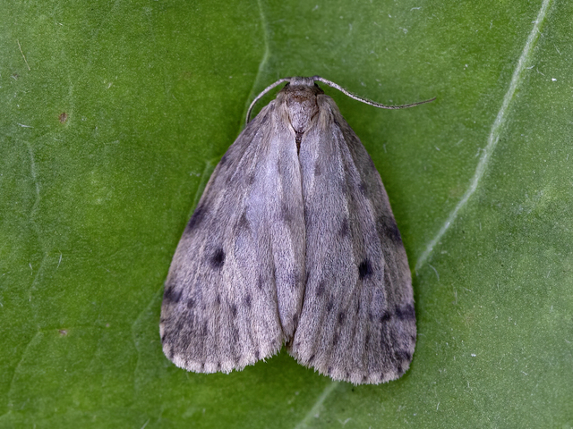 Round-winged Muslin (Thumatha senex)