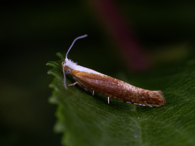 Purple Argent (Argyresthia albistria)