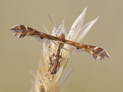 Haukeskjeggfjærmøll (Oxyptilus distans)