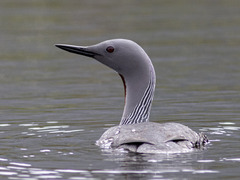 Smålom (Gavia stellata)