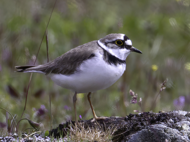 Little Ringed Plover (Charadrius dubius)