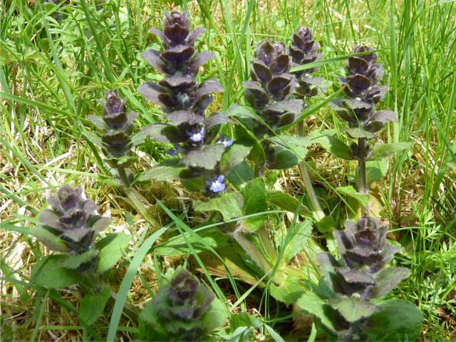 Jonsokkoll (Ajuga pyramidalis)