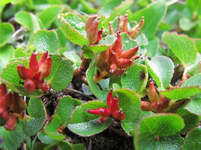 Dwarf Willow (Salix herbacea)