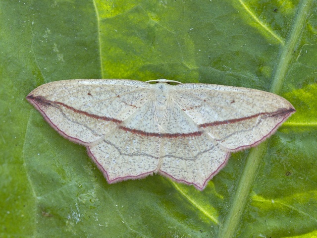 Blood-vein (Timandra comae)