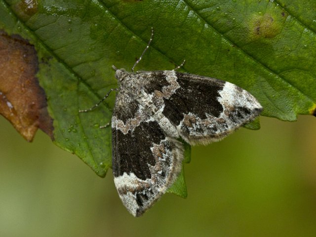 Dark Marbled Carpet (Dysstroma citrata)