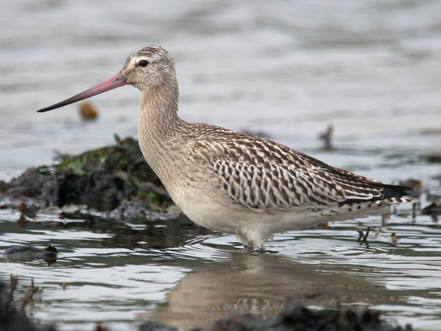 Bar-tailed Godwit (Limosa lapponica)