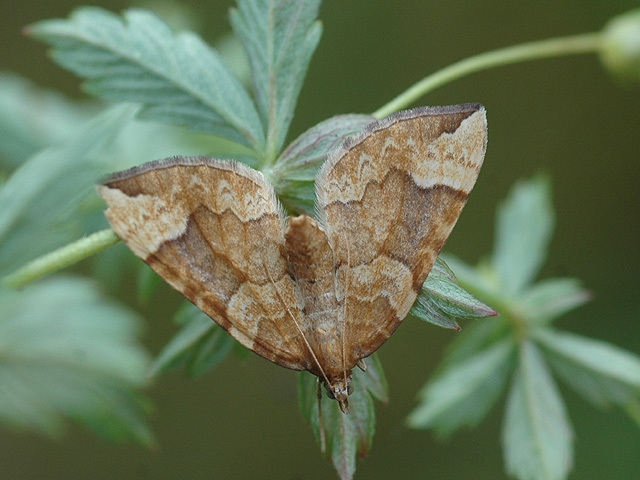 Northern Spinach (Eulithis populata)