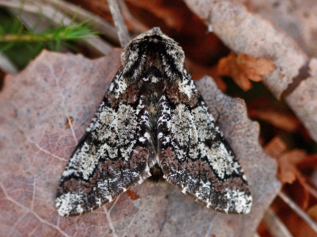 Oak Beauty (Biston strataria)