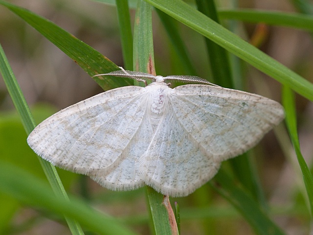 Common Wave (Cabera exanthemata)