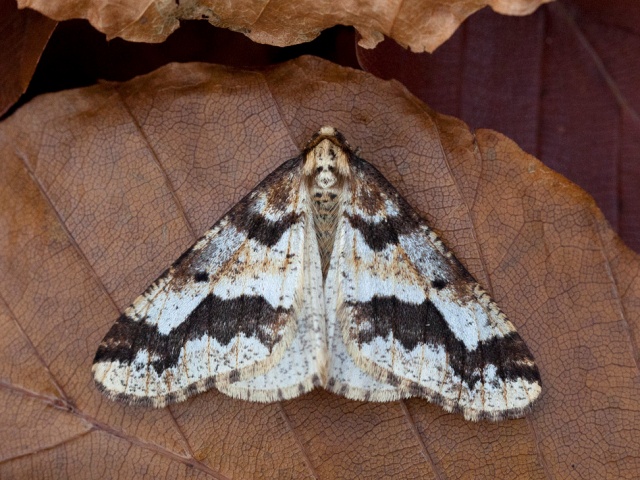 Mottled Umber (Erannis defoliaria)