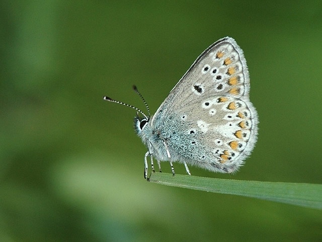 Mountain Argus (Aricia artaxerxes)