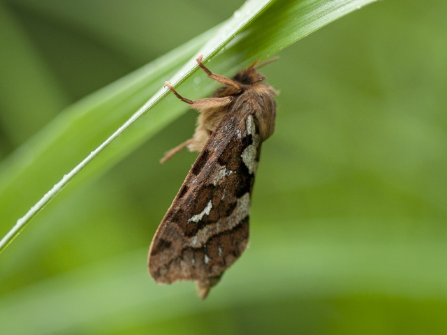 Map-winged Swift (Korscheltellus fusconebulosa)