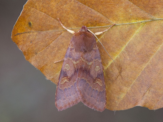 Flounced Chestnut (Agrochola helvola)