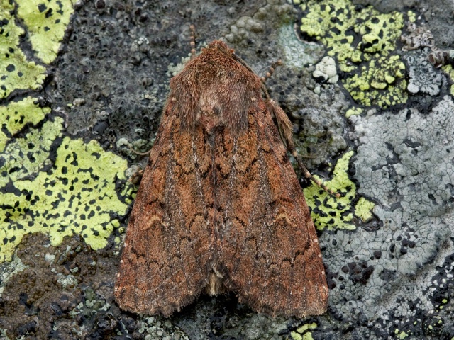 Rødt fjellengfly (Apamea kuusamoensis)