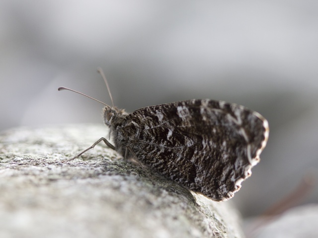 Grayling (Hipparchia semele)