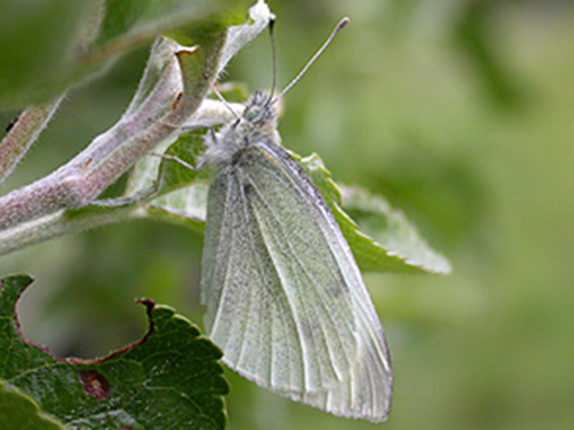 Small White (Pieris rapae)