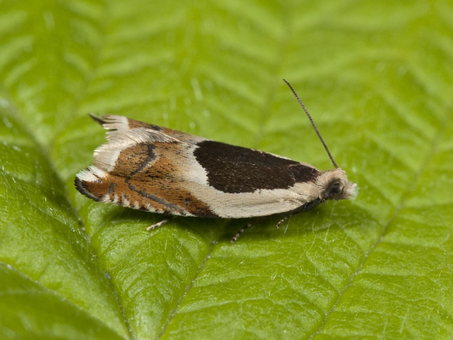 Common Roller (Ancylis badiana)