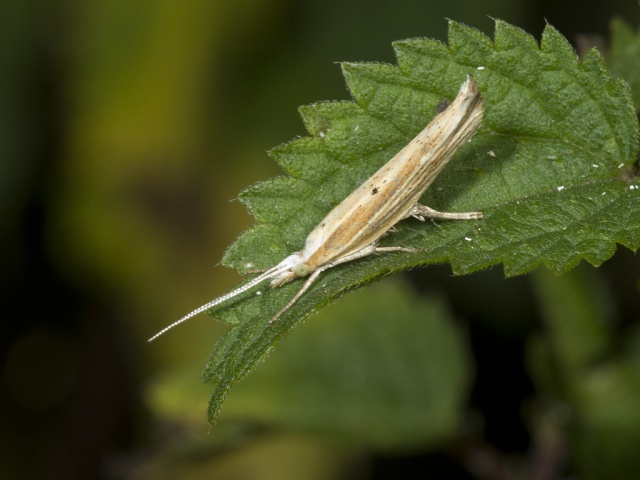 Hooked Smudge (Ypsolopha nemorella)