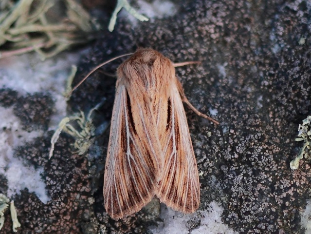 Shoulder-striped Wainscot (Leucania comma)