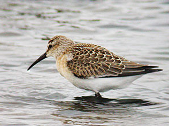 Curlew Sandpiper (Calidris ferruginea)