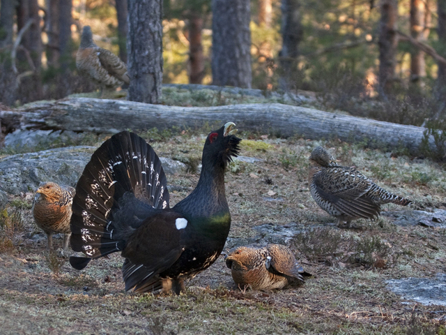 Western Capercaillie (Tetrao urogallus)