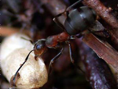 Ant (Formica)